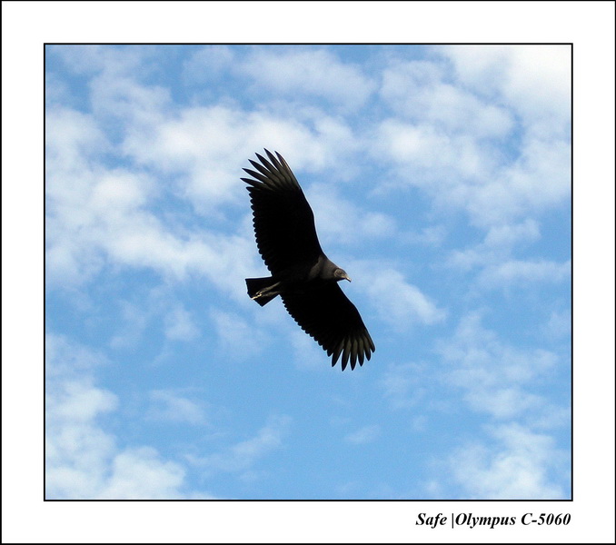 2005 - 11 - Rio - animaux 02.JPG